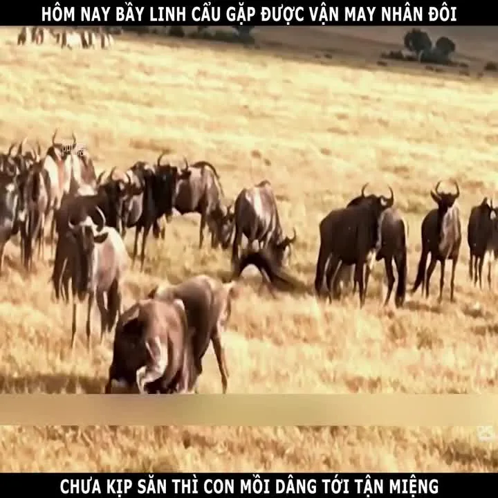 Preview for Video 1449181