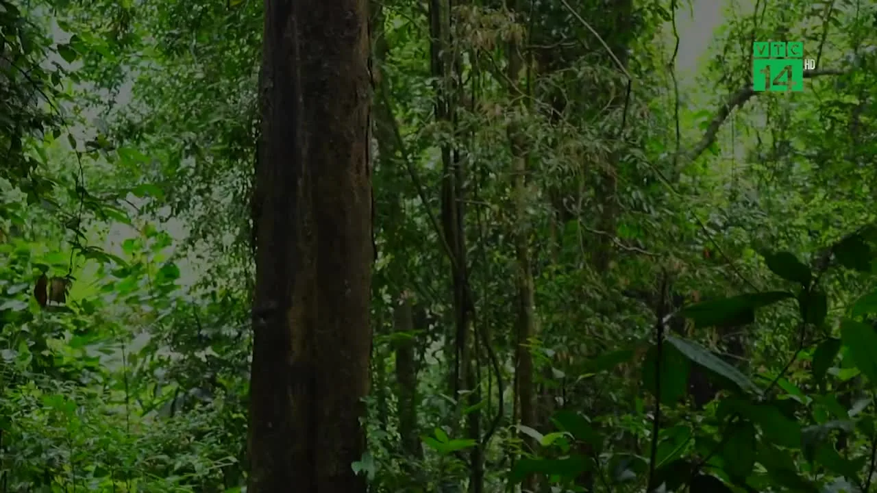 Preview for Bảo vệ tài nguyên rừng